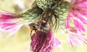 Une abeille maçonne épineuse (Osmia spinulosa)
